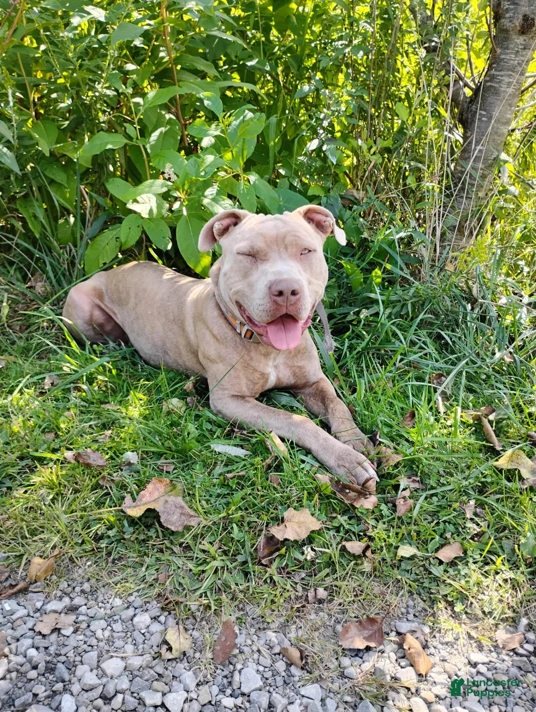 Mixed Breed dogs for sale: Shadow - Ad 2