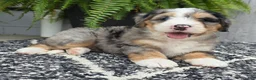 Mini Bernedoodle dogs for sale: Mini Zues - Ad 21
