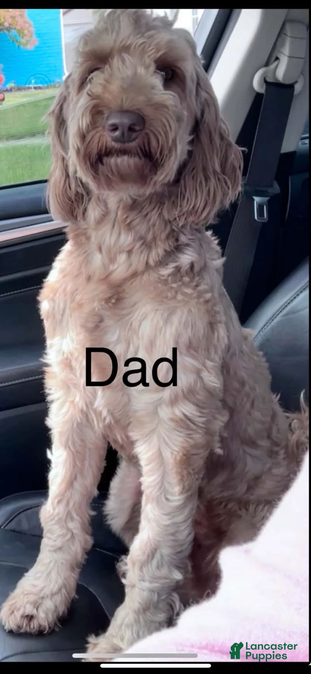 Mini Goldendoodle dogs for sale: Lime - Ad 4