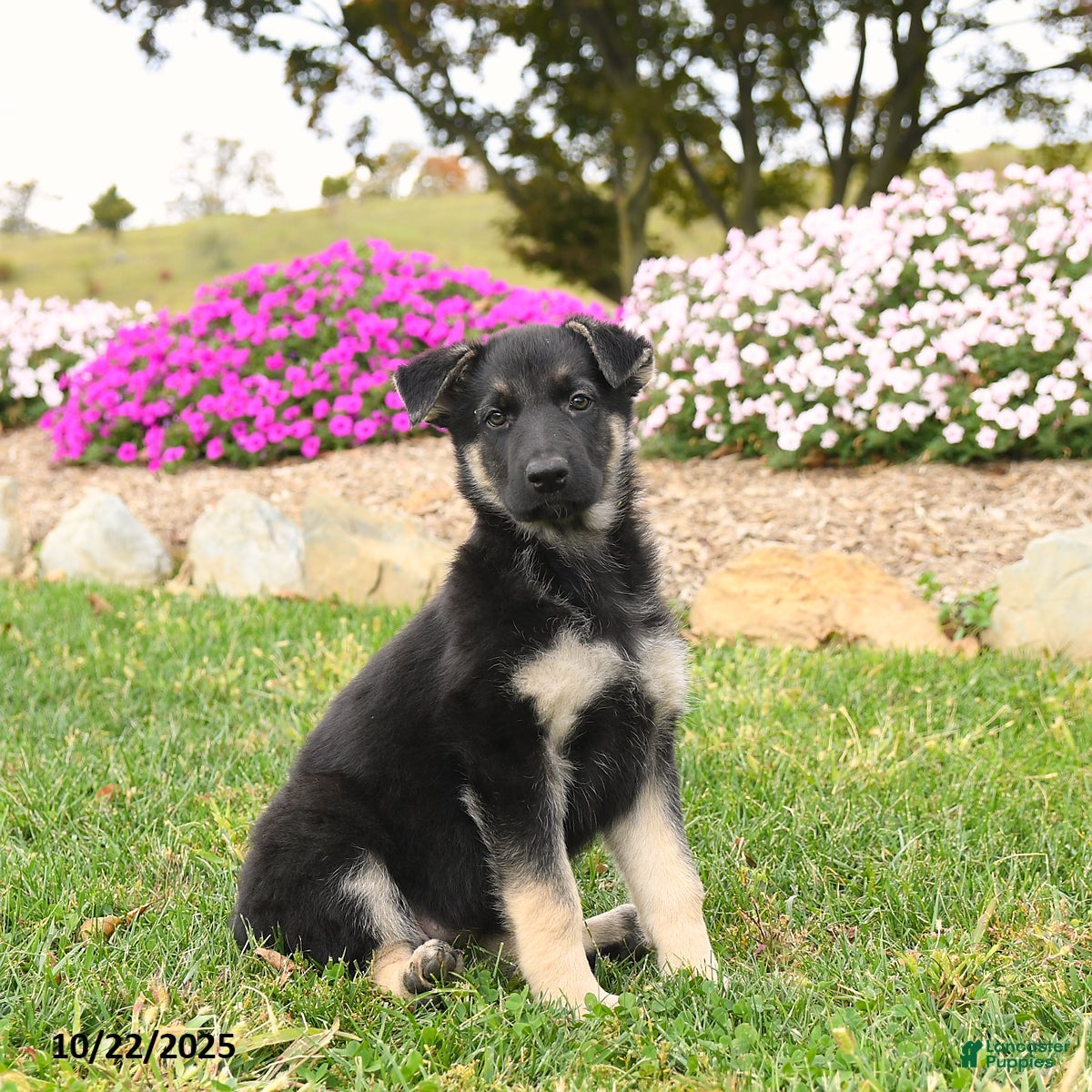 German Shepherd dogs Kiwi - Ad 24