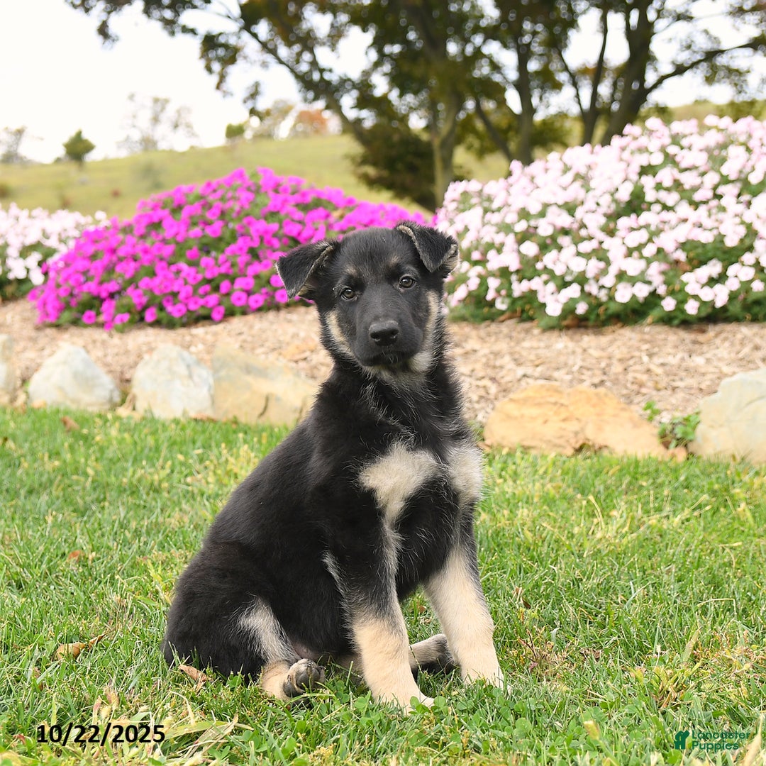 German Shepherd dogs for sale: Kiwi - Ad 1