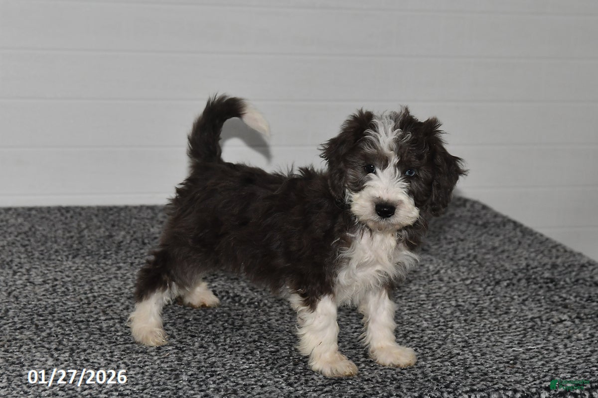 Mini Sheepadoodle dogs Ivy - Ad 4