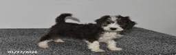 Mini Sheepadoodle dogs for sale: Ivy - Ad 1