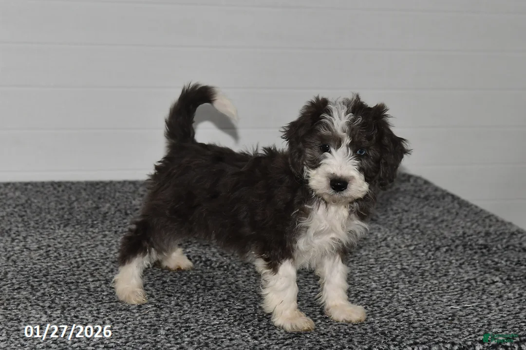 Mini Sheepadoodle dogs for sale: Ivy - Ad 1