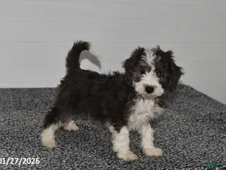 Mini Sheepadoodle dogs Ivy - Ad 4