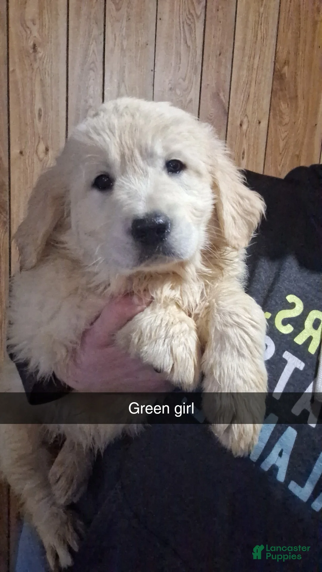 Golden Retriever dogs for sale: Ivy - Ad 1
