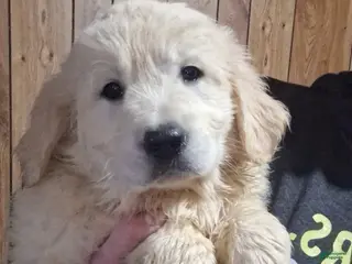 Golden Retriever dogs Ivy - Ad 5