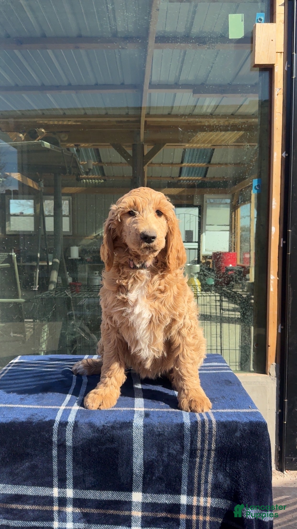 Goldendoodle dogs Luna - Ad 17