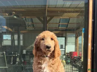 Goldendoodle dogs Luna - Ad 17