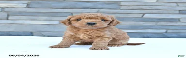 Rusty