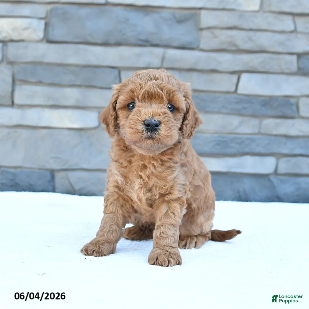 Cockapoo dogs for sale: Rusty - Ad 1