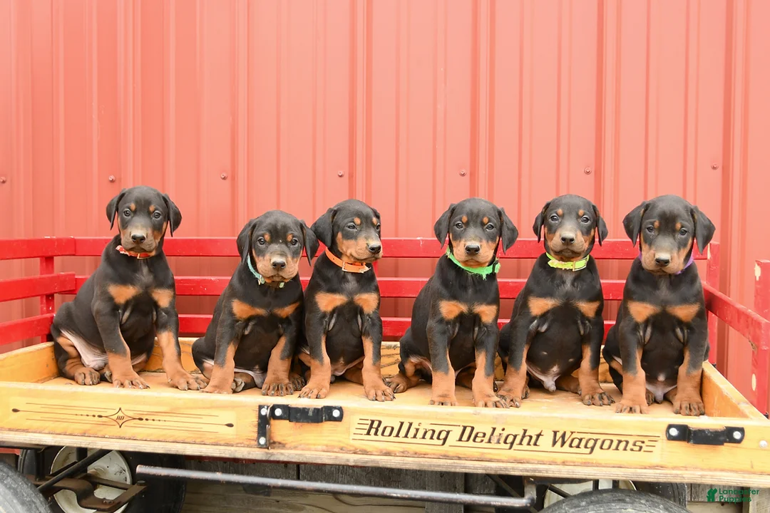 Doberman Pinscher dogs for sale: Wrangler - Ad 5