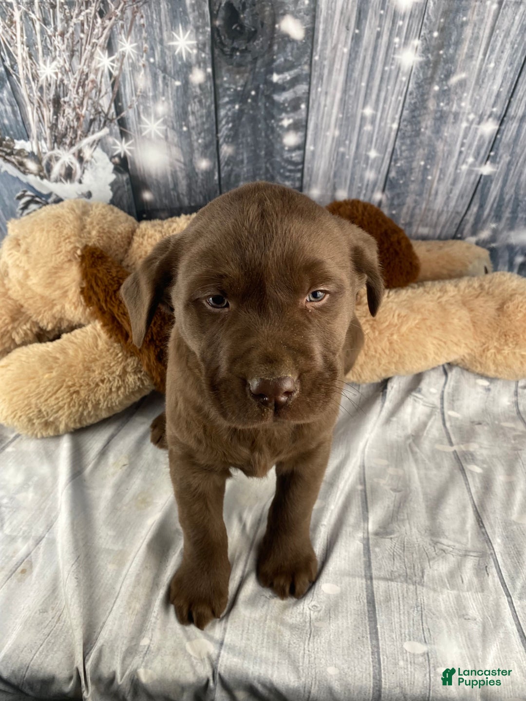Labrador Retriever dogs for sale: Ava - Ad 19
