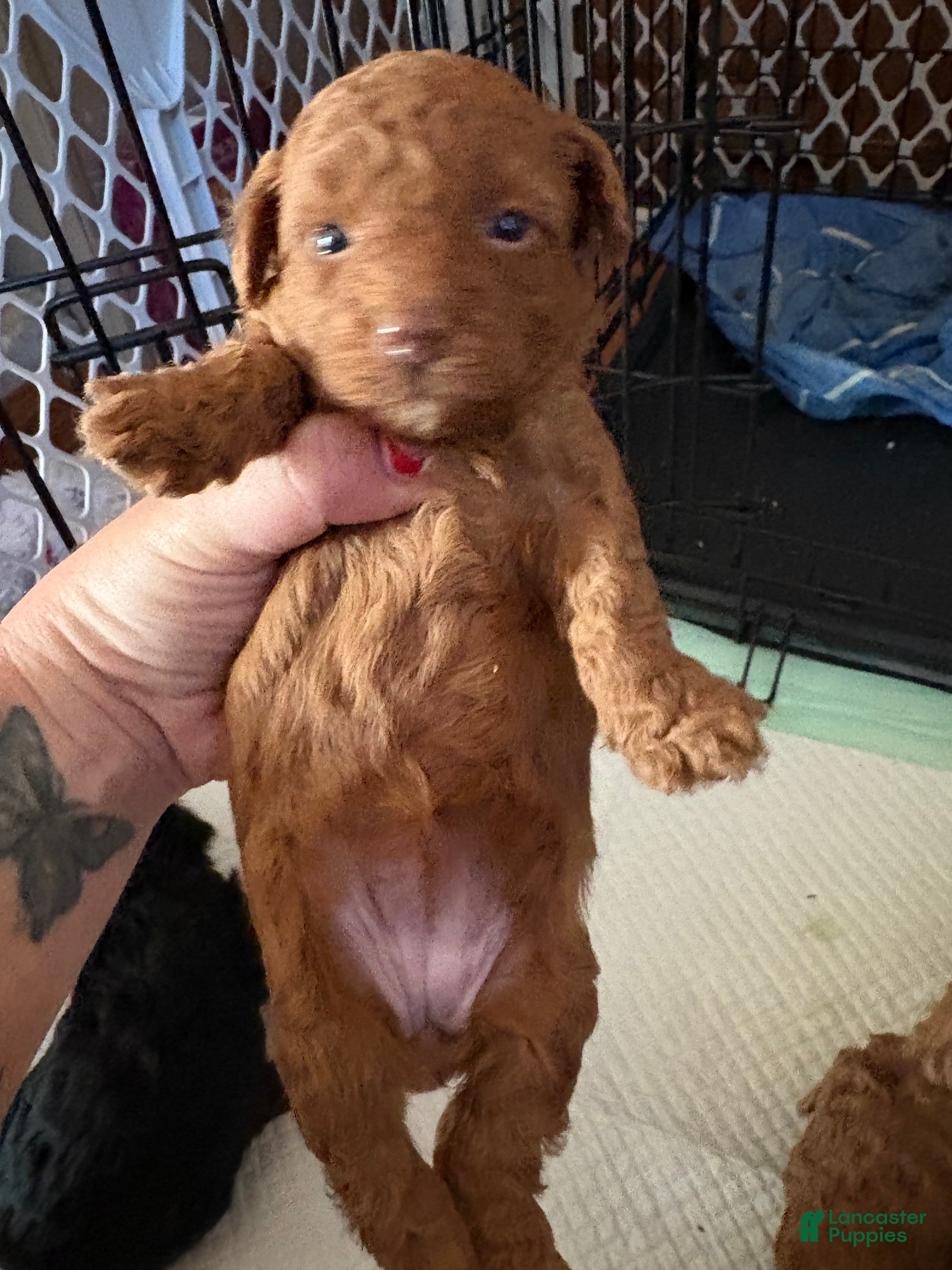 Toy Poodle dogs Toy Poodle Puppy 5 - Ad 12
