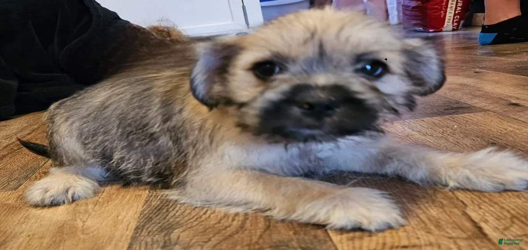 Gallery Image {{count}}