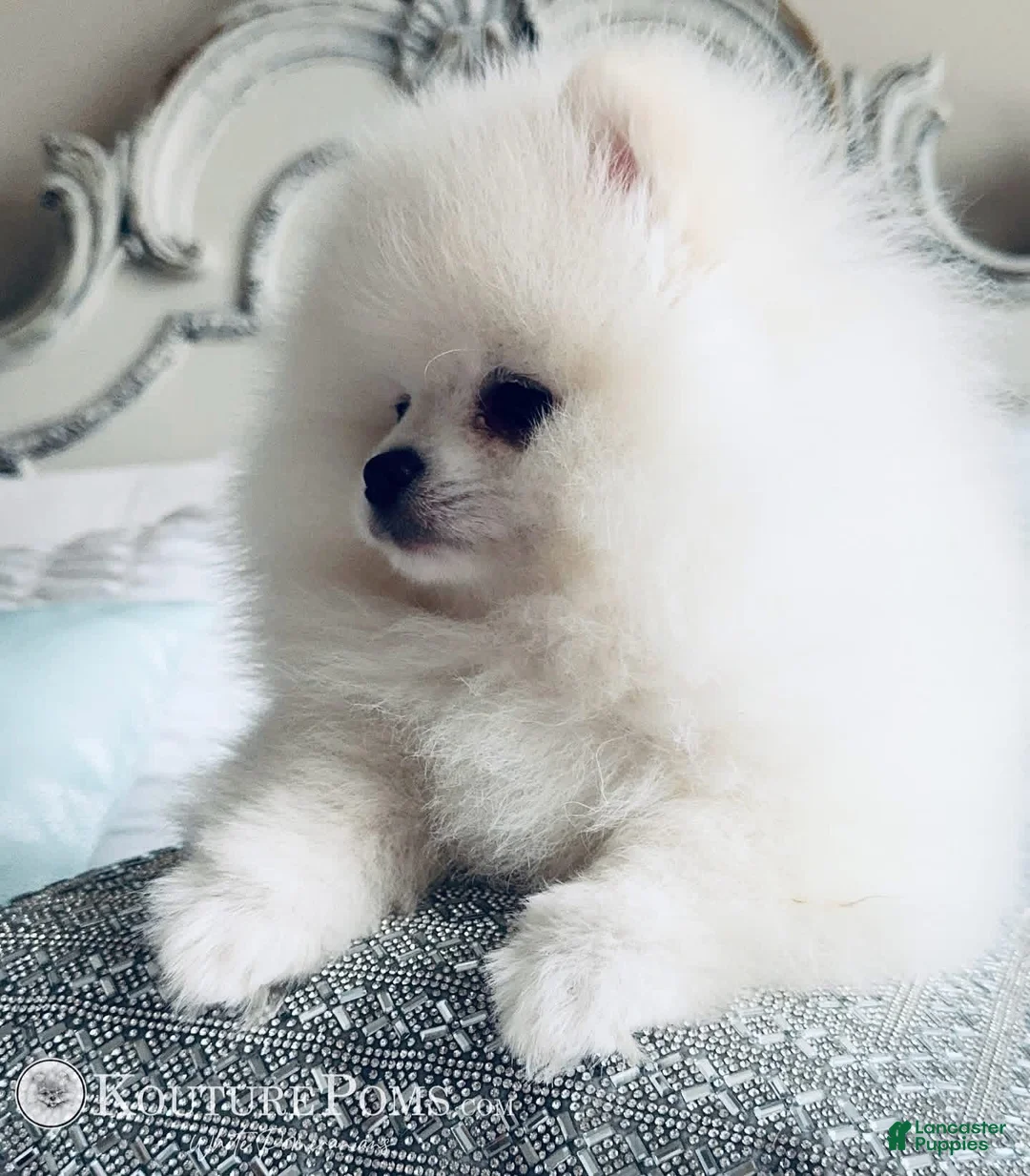 Pomeranian dogs for sale: Givenchy - Ad 12