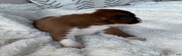 Boxer dogs for sale: Snoppy - Ad 3