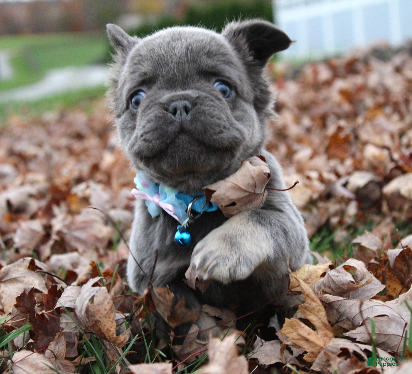 French Bulldog dogs for sale: Bingo - Ad 2