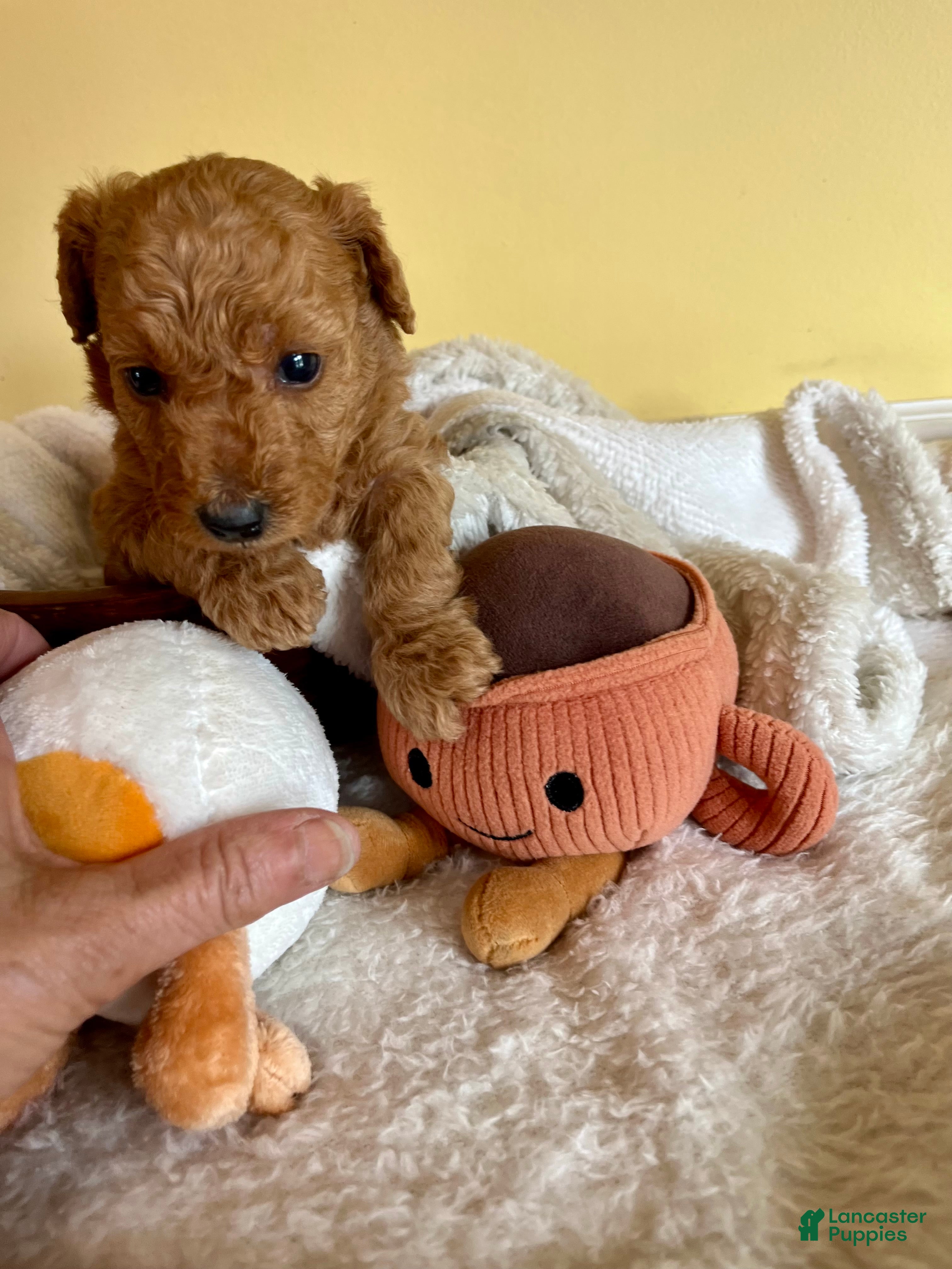 Mini Goldendoodle dogs Poptart - Ad 16