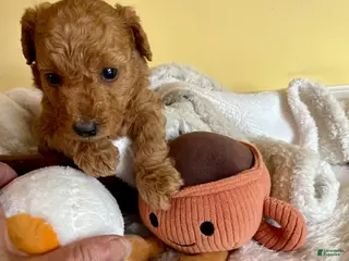 Mini Goldendoodle dogs Poptart - Ad 16
