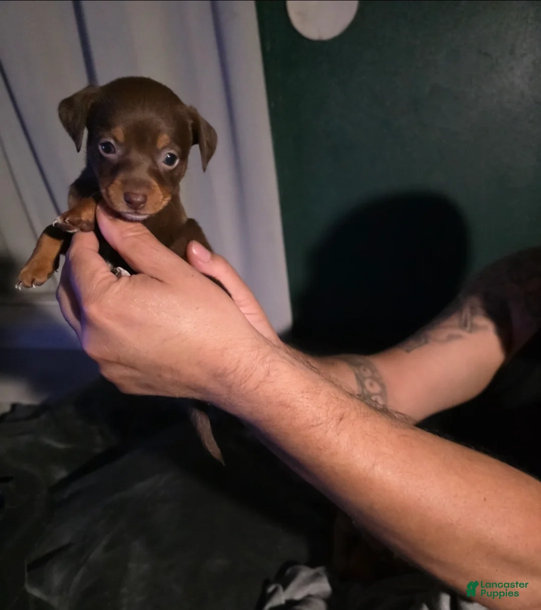 Chiweenie dogs for sale: Chiweenie Puppy 1 - Ad 2