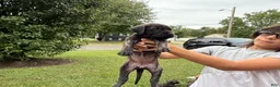 English Mastiff dogs for sale: Mishka (minnie) - Ad 3