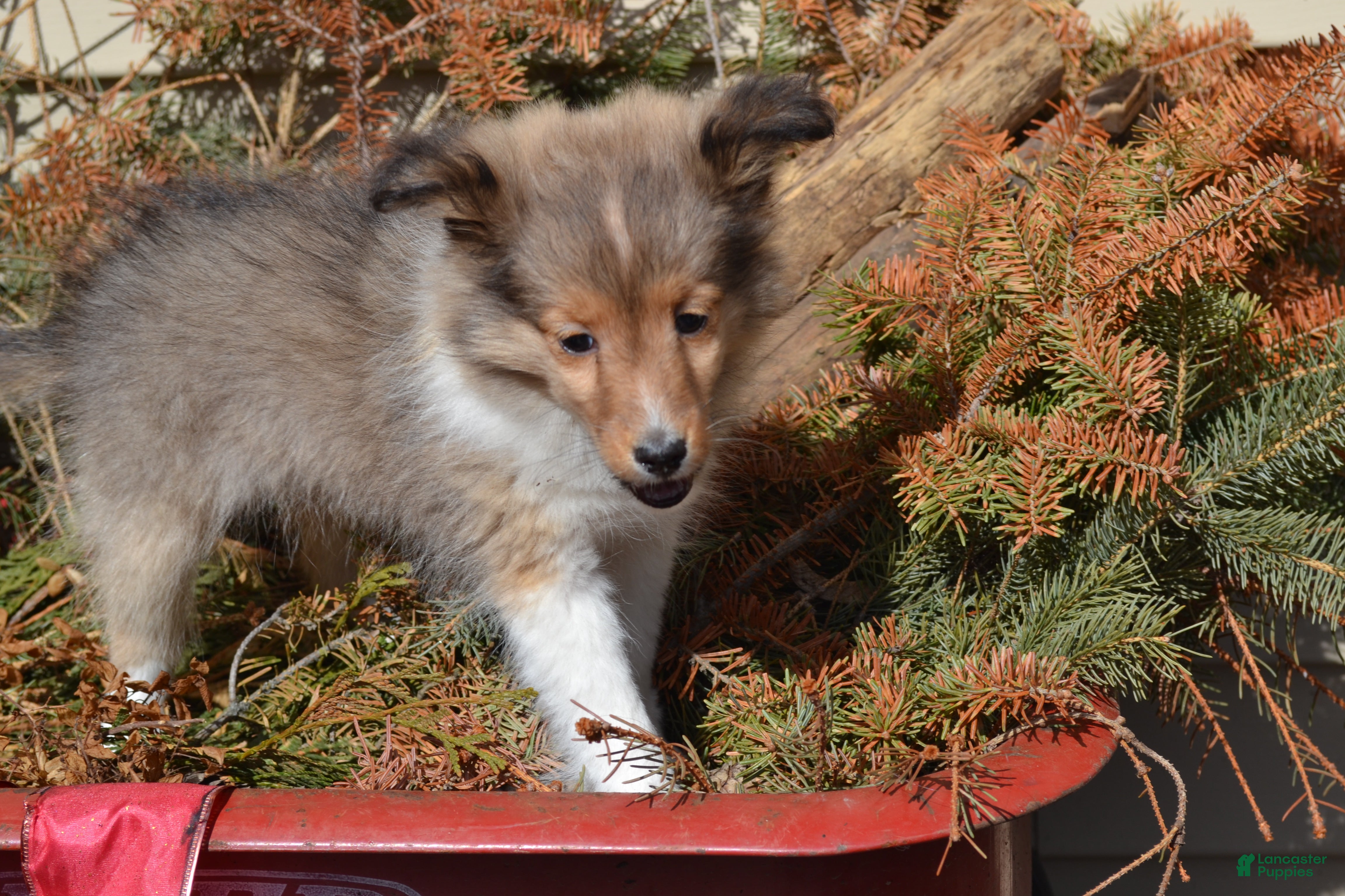 Shetland Sheepdog dogs Cherie - Ad 9
