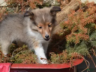Shetland Sheepdog dogs Cherie - Ad 9