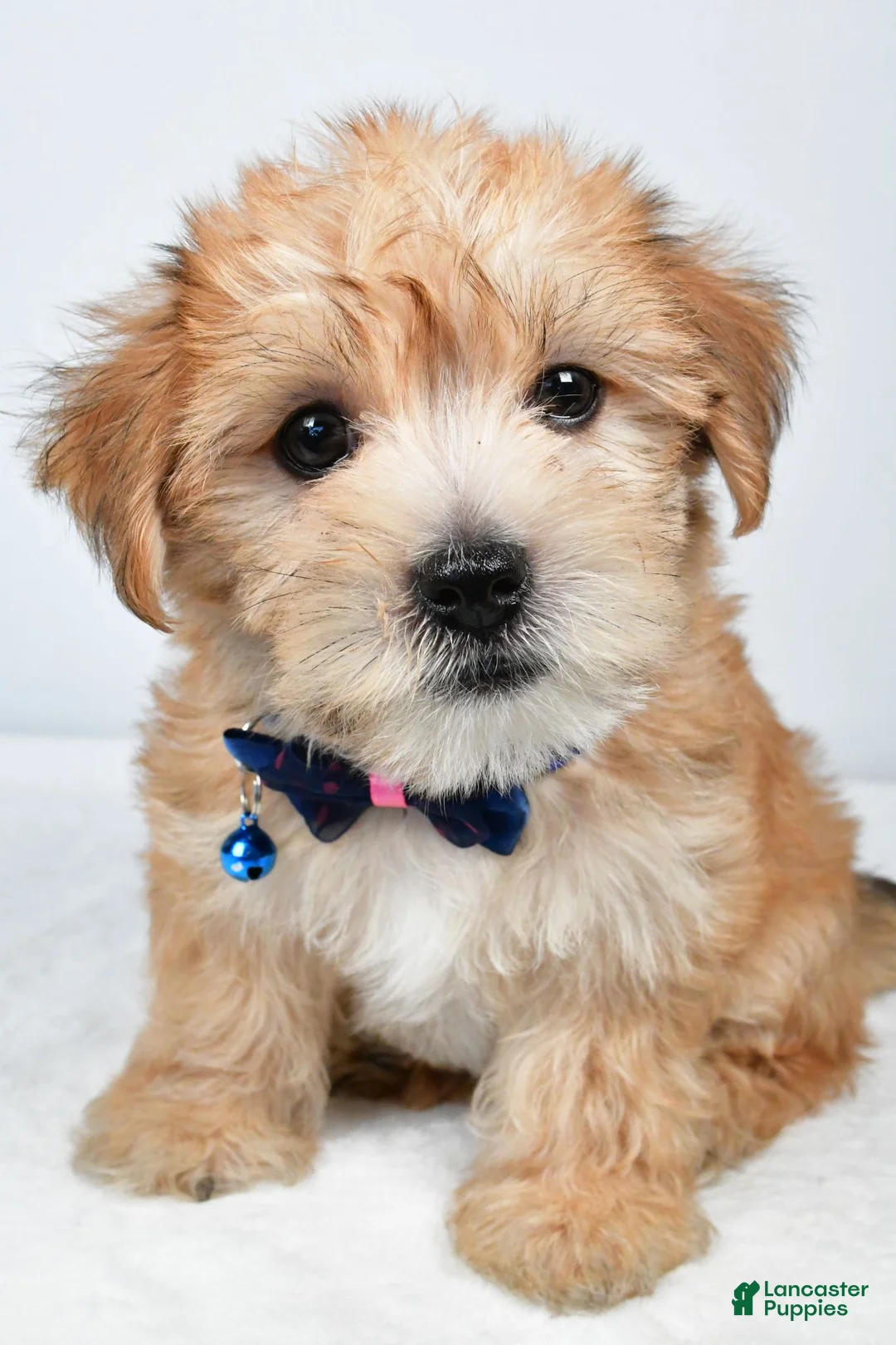 Morkie dogs for sale: Walker - Ad 2