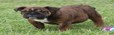 FIFI - CHOCOLATE BRINDLE