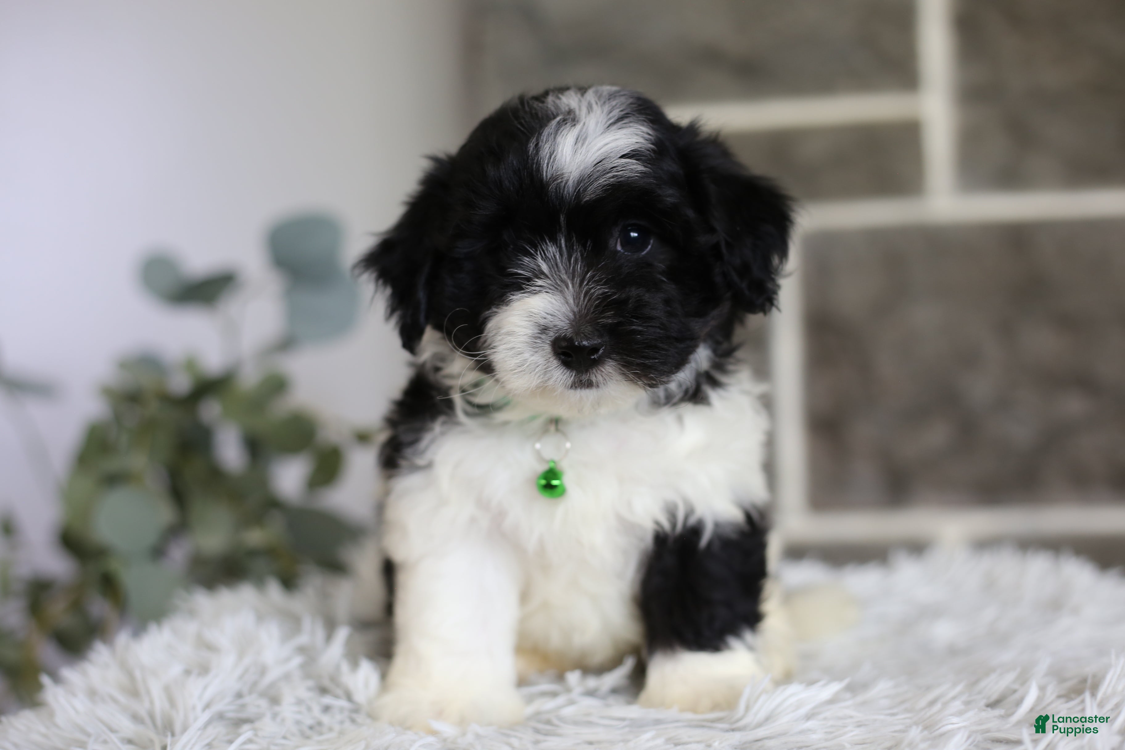 Maltipoo dogs Rocco  - Ad 1