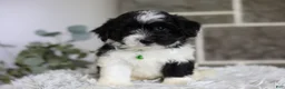 Maltipoo dogs for sale: Rocco  - Ad 1