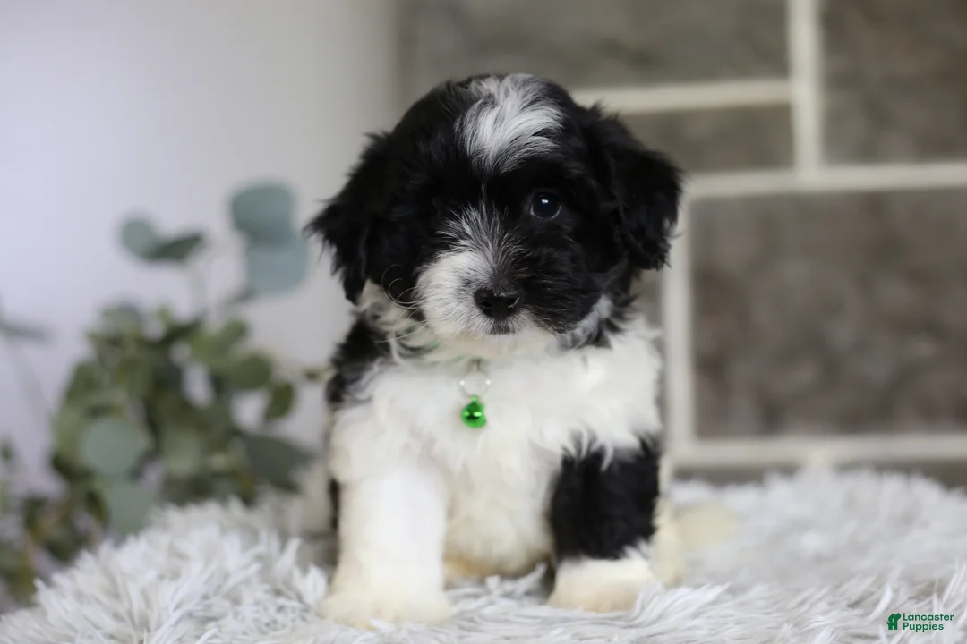 Maltipoo dogs for sale: Rocco  - Ad 1