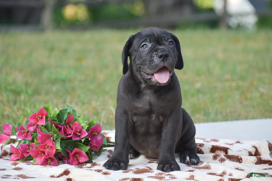 Cane Corso dogs for sale: Rebecca - Ad 4