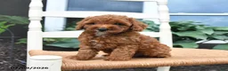 Toy Poodle dogs for sale: Nala - Ad 3