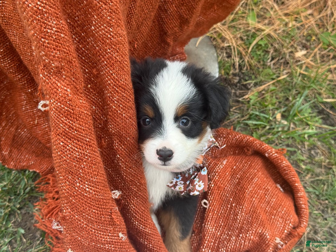 Miniature Australian Shepherd dogs for sale: Taz - Ad 21