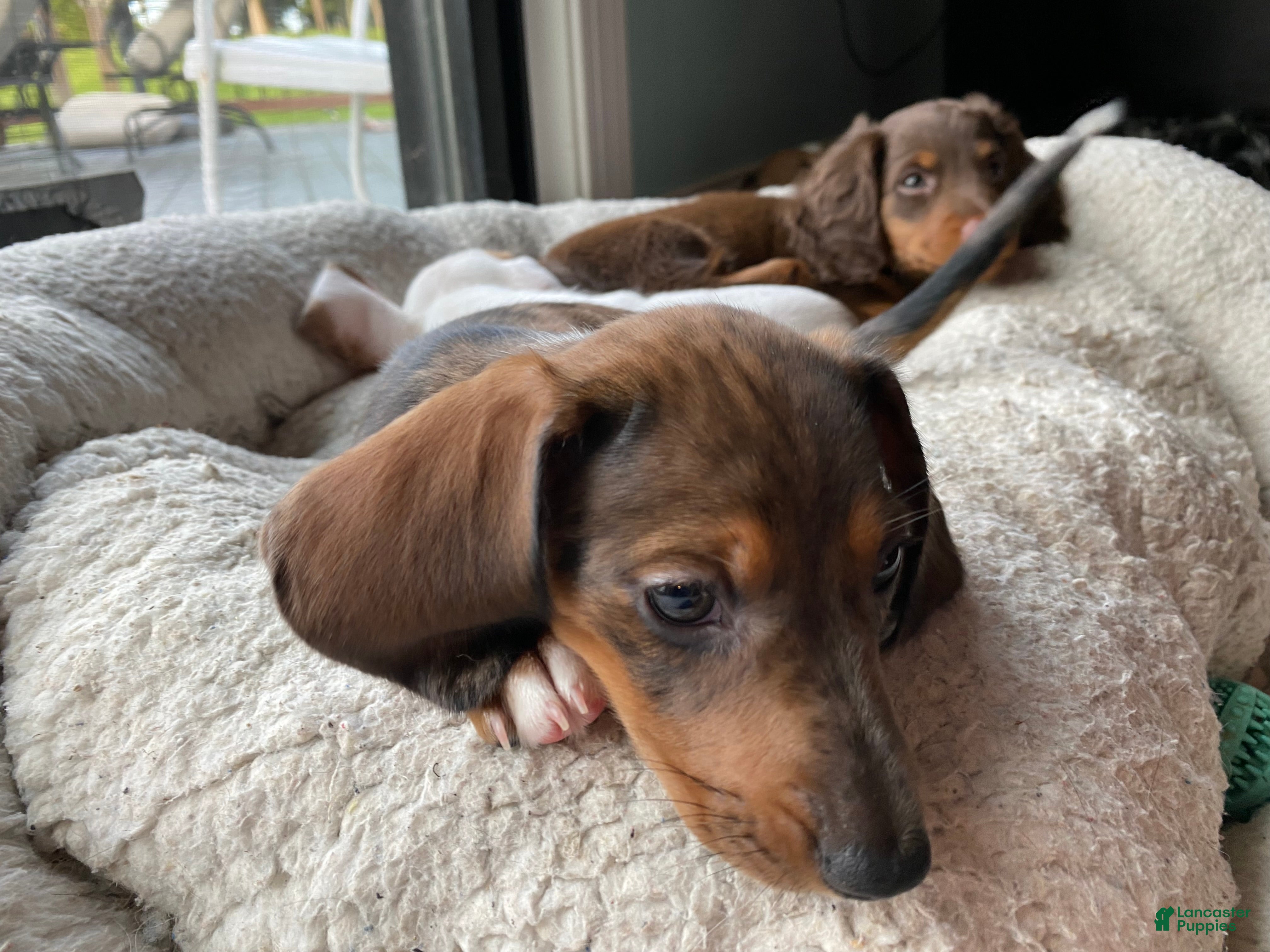 Miniature Dachshund dogs Duckie - Ad 2