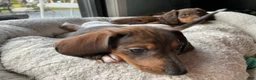 Miniature Dachshund dogs for sale: Duckie - Ad 2