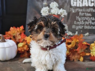 Biewer Terrier dogs - Ad 4