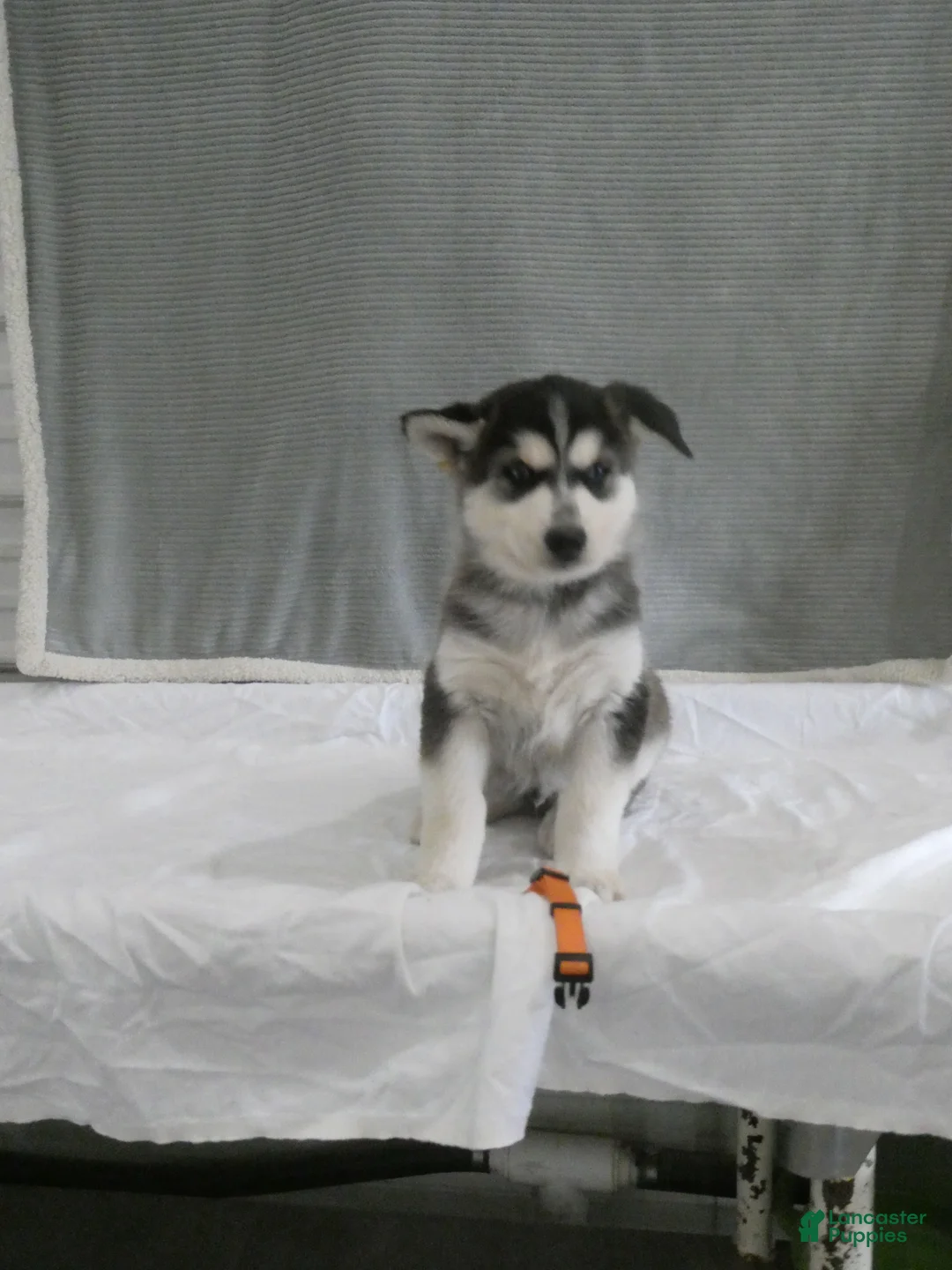 Gerberian Shepsky dogs for sale: Ranger - Ad 1