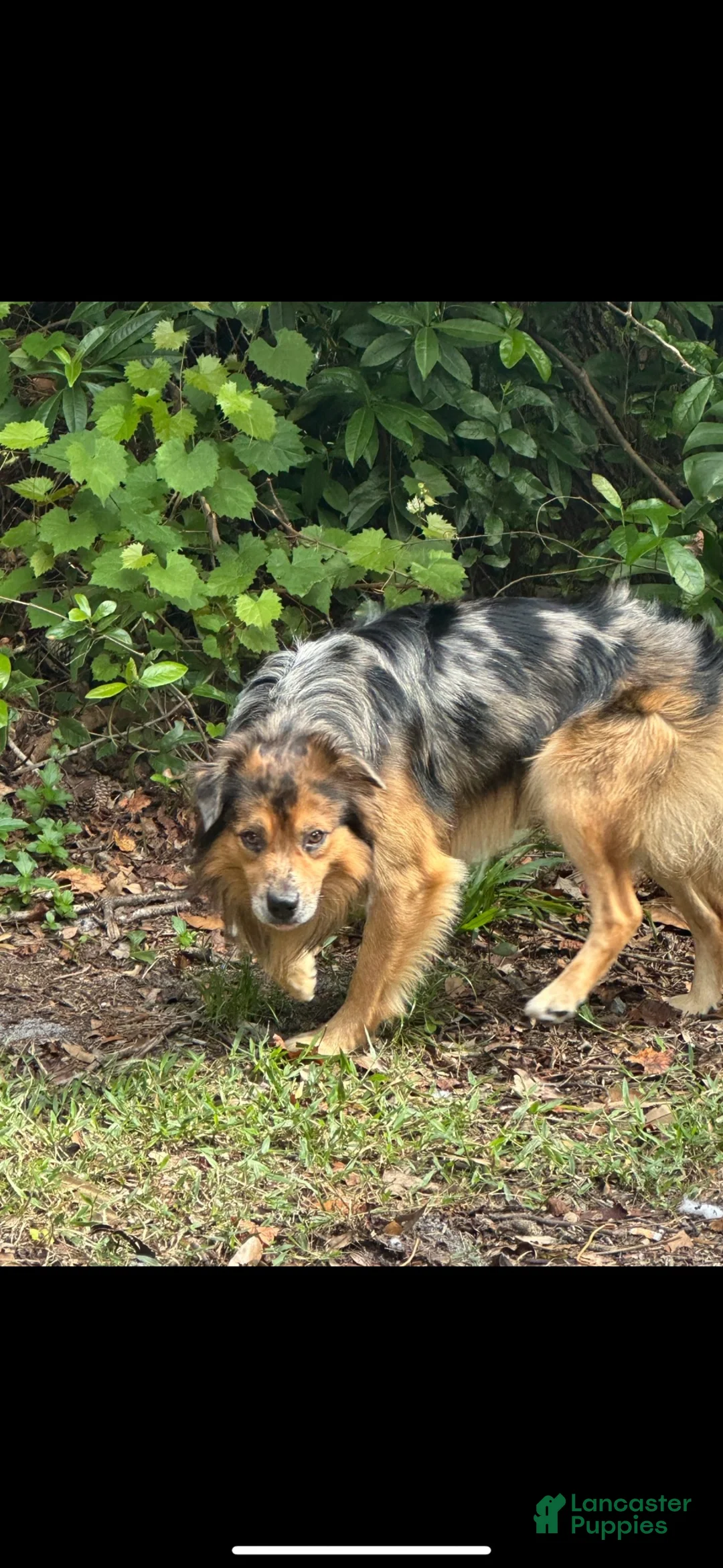 Anatolian Shepherd dogs for stud: Australian shepherd for stud  - Ad 4
