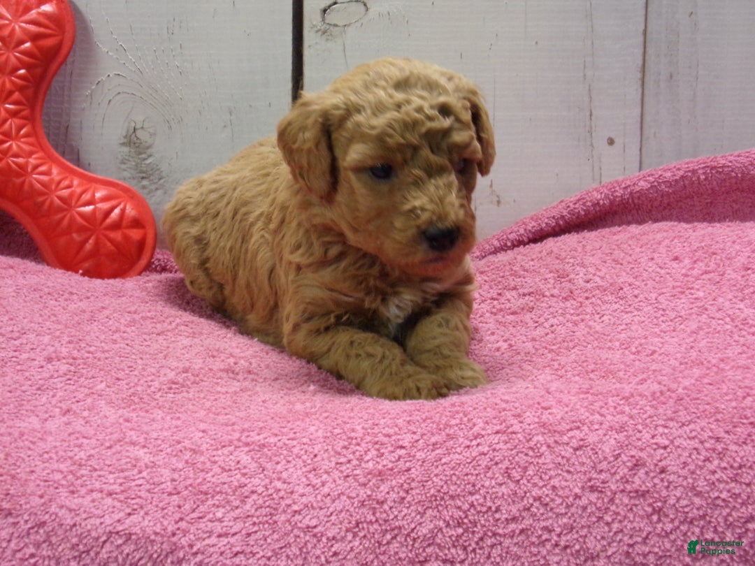 Standard Poodle dogs for sale: Ethel - Ad 3