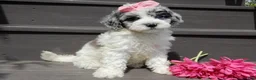 Sheepadoodle dogs for sale: Willow - Ad 6
