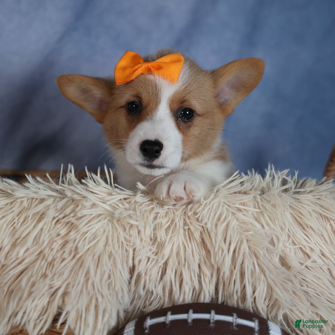 Welsh Corgi Pembroke dogs for sale: Duke - Ad 2