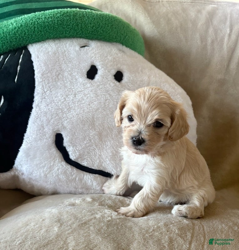 Maltipoo dogs for sale: Cookie - Ad 1