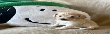 Cookie