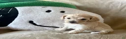 Maltipoo dogs for sale: Cookie - Ad 1