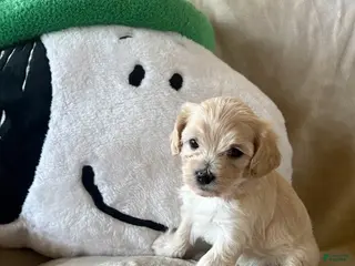 Maltipoo dogs for sale: Cookie - Ad 1