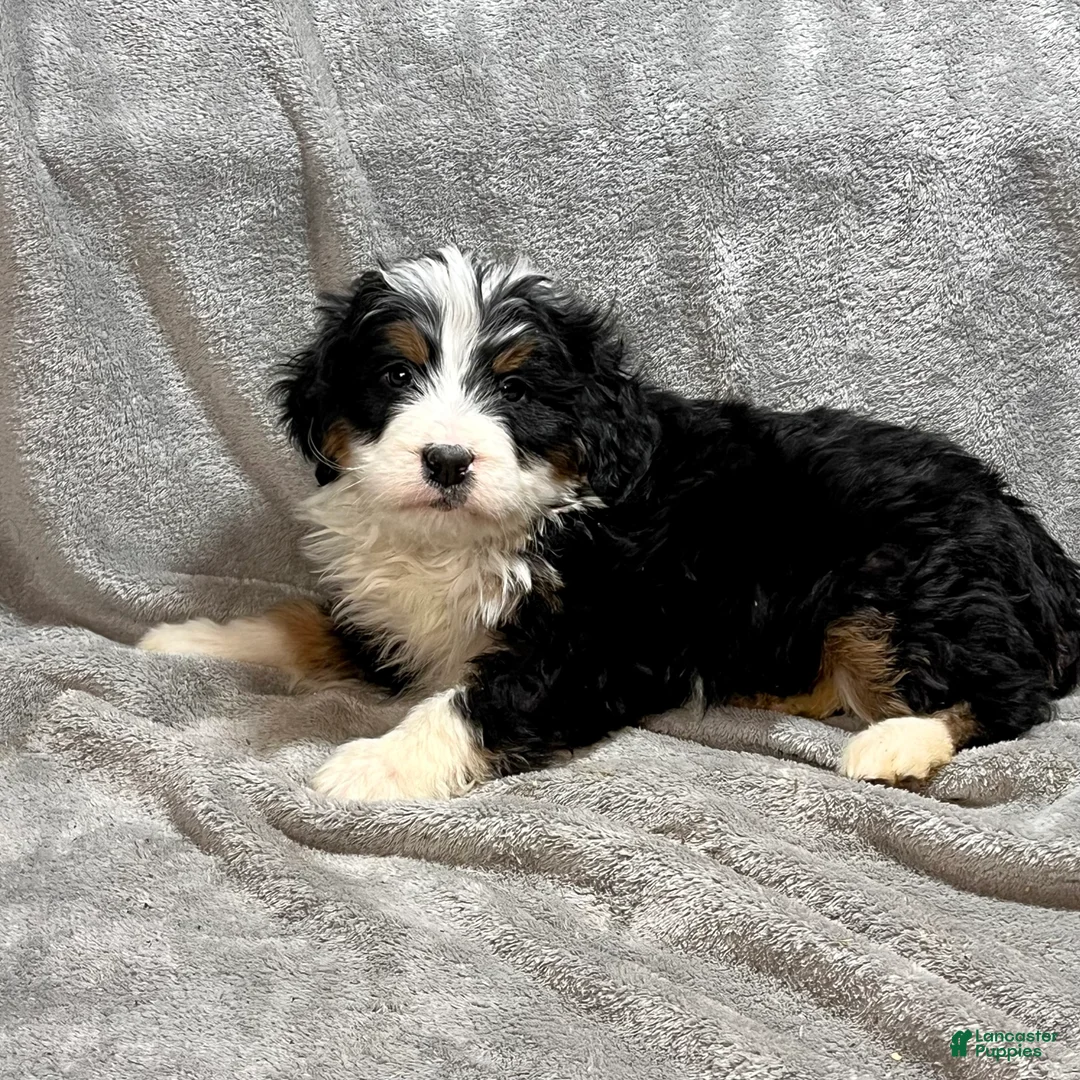 Bernedoodle dogs for sale: McCoy - Ad 4