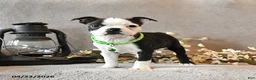 Boston Terrier dogs for sale: Raspberry - Ad 2